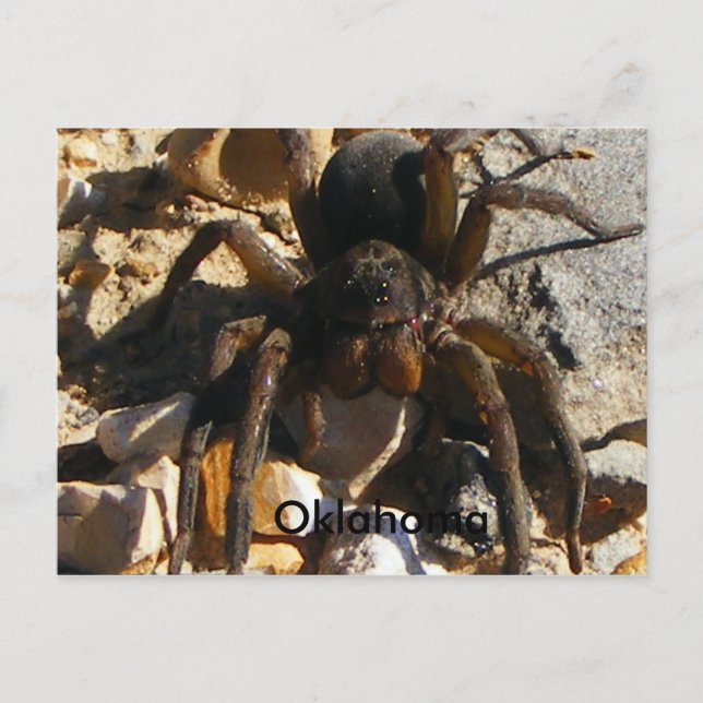 Oklahoma, Spider Postkarte (Vorderseite)