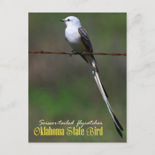 Oklahoma Staat Bird: Flycatcher Postkarte