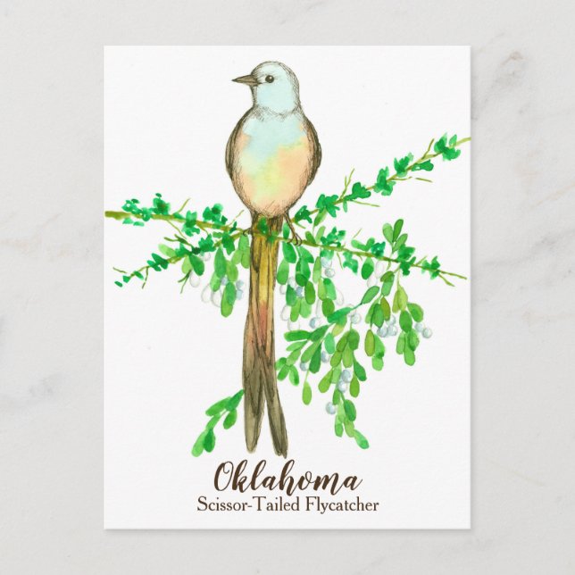 Oklahoma Staat Bird Scissance Flycatcher Postkarte (Vorderseite)
