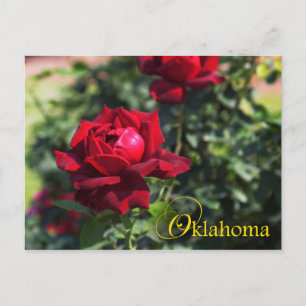 Oklahoma Staat Blume: Oklahoma-Rose Postkarte