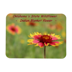 Oklahoma-Staats-Wildblume-Magnet Magnet