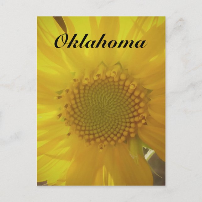 Oklahoma Sunflower Postcard Postkarte (Vorderseite)