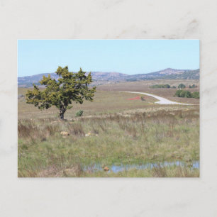 Oklahomas "Witchita Wild Life Refuge" Postkarte