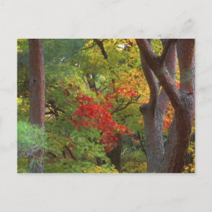 Okochi Sanso, Arashiyama, Kyoto, Japan 5 Postkarte