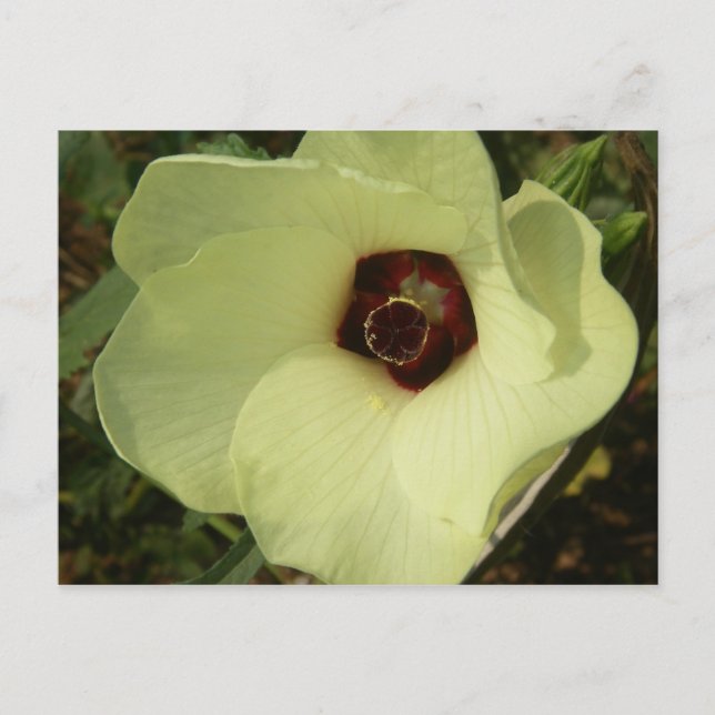 Okra Bloom Postcard Postkarte (Vorderseite)