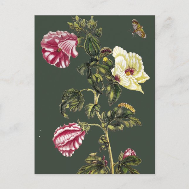 Okra Postkarte (Vorderseite)