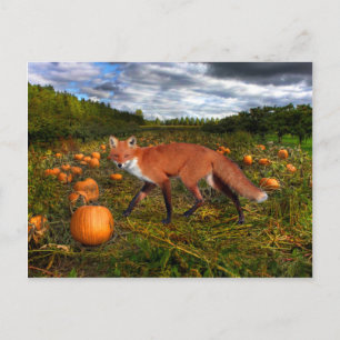 Oktober Fox Postkarte