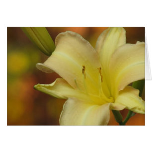Oktober Lily