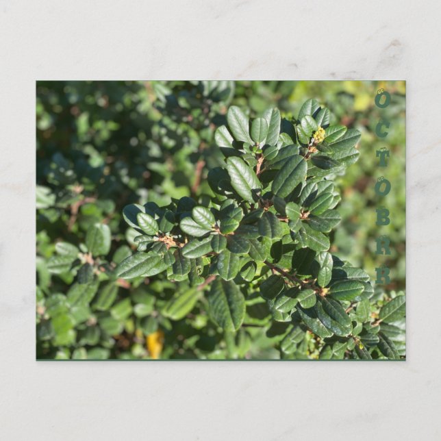 OKTOBER POSTKARTE (Vorderseite)