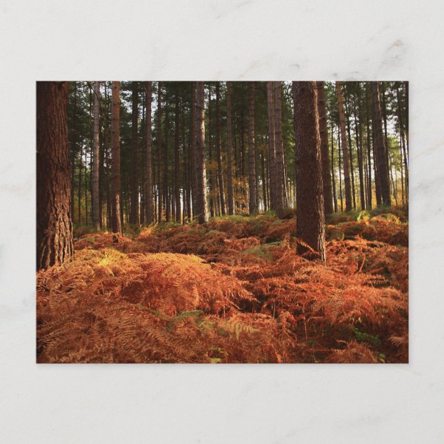 Oktoberlicht Postkarte (Vorderseite)