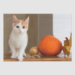 Oktokkatzenpapier Seidenpapier