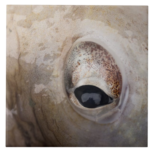 Oktopus Fliese (Vorderseite)