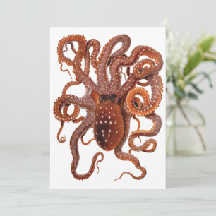 Oktopus Macropus, Vintage Meeresaquarien-Tiere