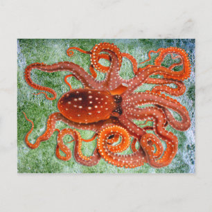 Oktopus Ozean Vintage Postkarte