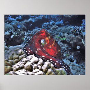 Oktopus Poster