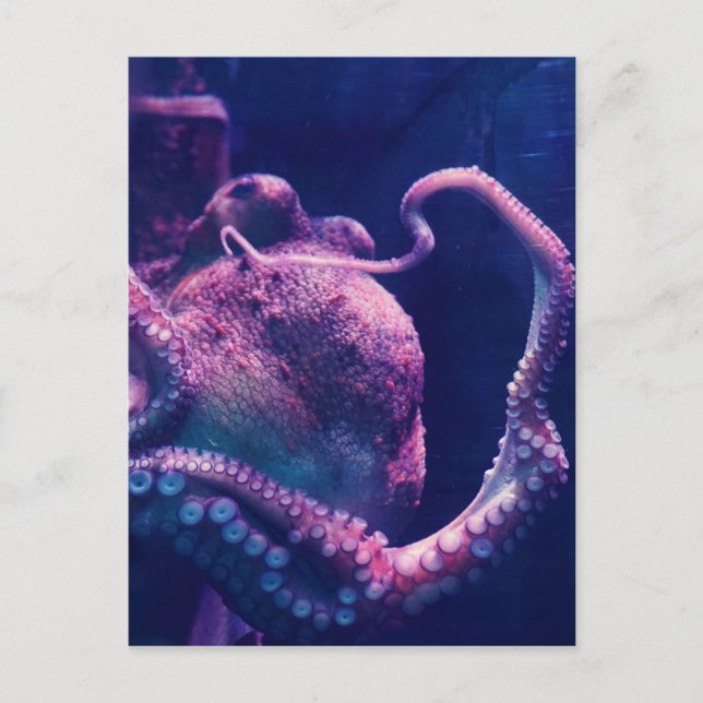 Oktopus Postkarte (Vorderseite)