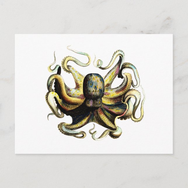 Oktopus Postkarte (Vorderseite)