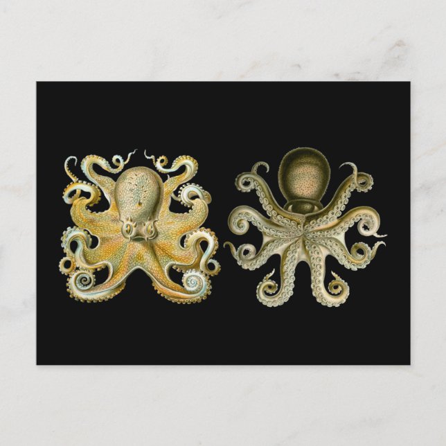 Oktopus Postkarte (Vorderseite)
