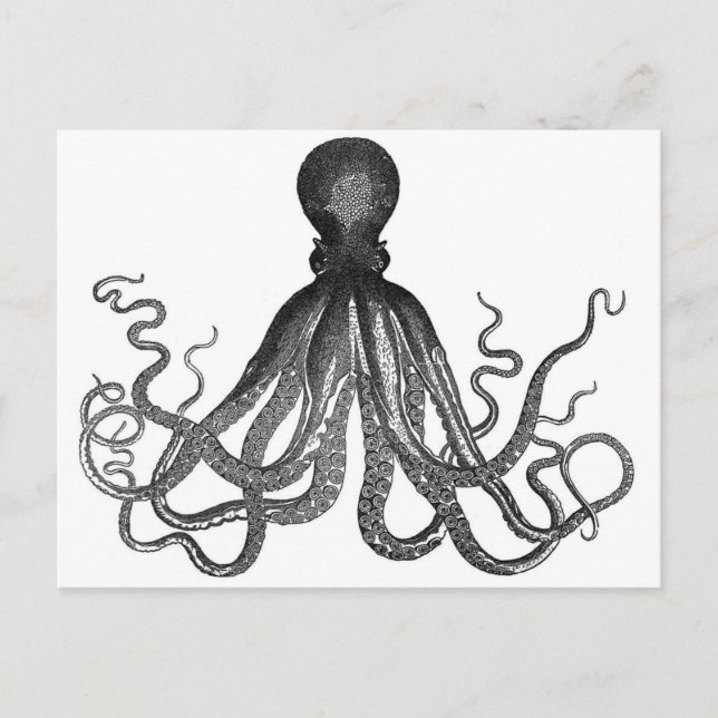Oktopus Postkarte (Vorderseite)