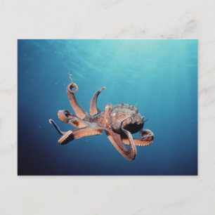 Oktopus Postkarte