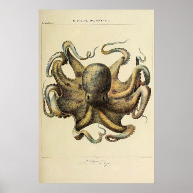 Oktopus Vintage Zoologische Skizze Poster (Vorne)