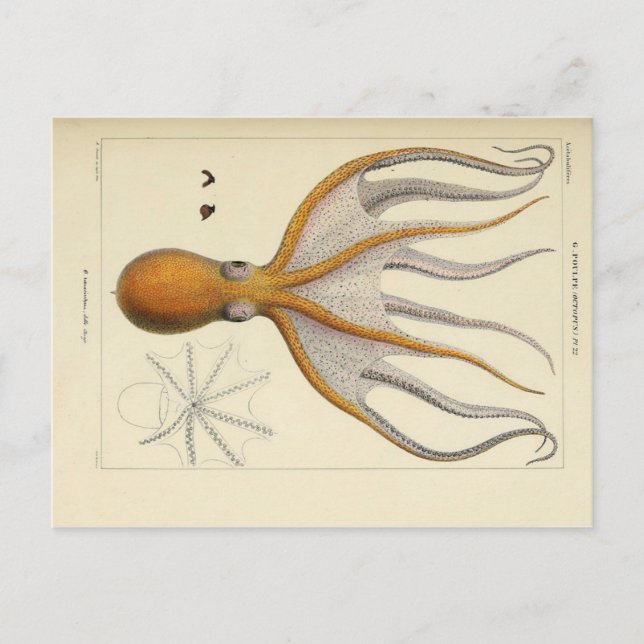 Oktopus Vintage Zoologische Skizze Postkarte (Vorderseite)