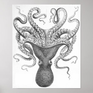 Oktopus-wissenschaftliche Illustration Poster