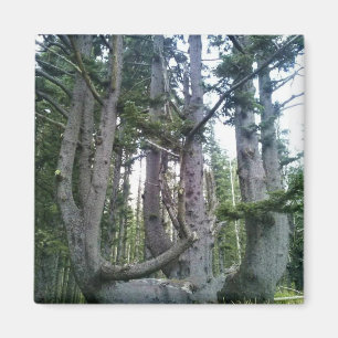 Oktopusbaum, Cape Meares, Oregon Magnet