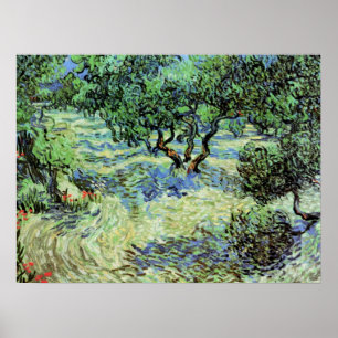 Ölbaumhain von Vincent van Gogh Poster