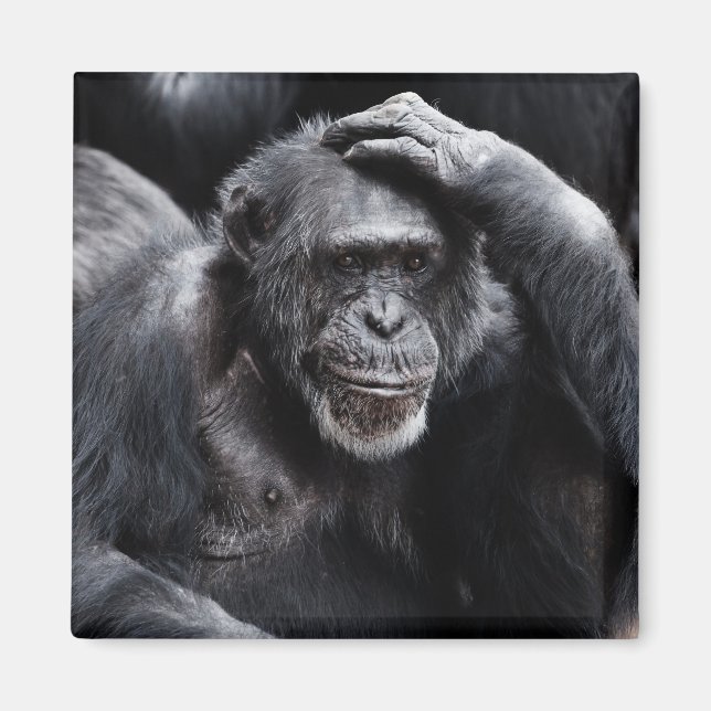 Old Chimpanzy Magnet (Vorne)
