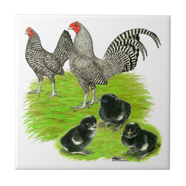 Old English Barred Bantam Family Fliese (Vorderseite)