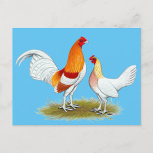 Old English Game Bantam:  Red Pyle Postkarte