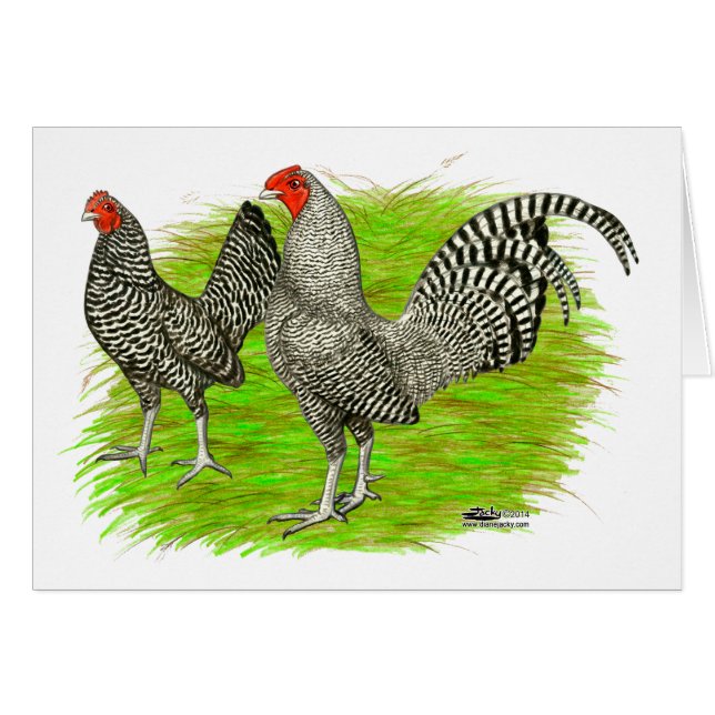 Old English Game Barred Chickens (Vorderseite (Horizontal))