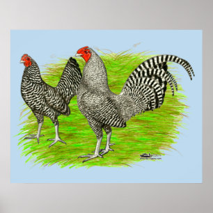 Old English Game Barred Chickens Poster