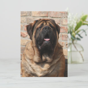 old english Mastiff  Einladung
