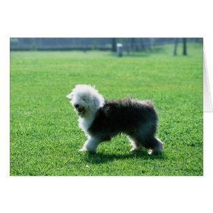 Old English Sheep Dog
