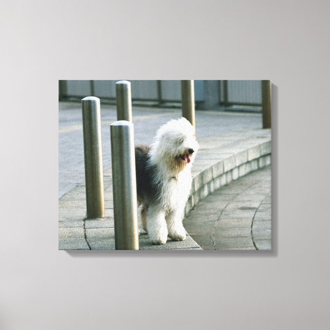 Old English Sheep Dog Leinwanddruck (Vorderseite)
