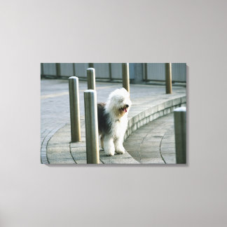 Old English Sheep Dog Leinwanddruck