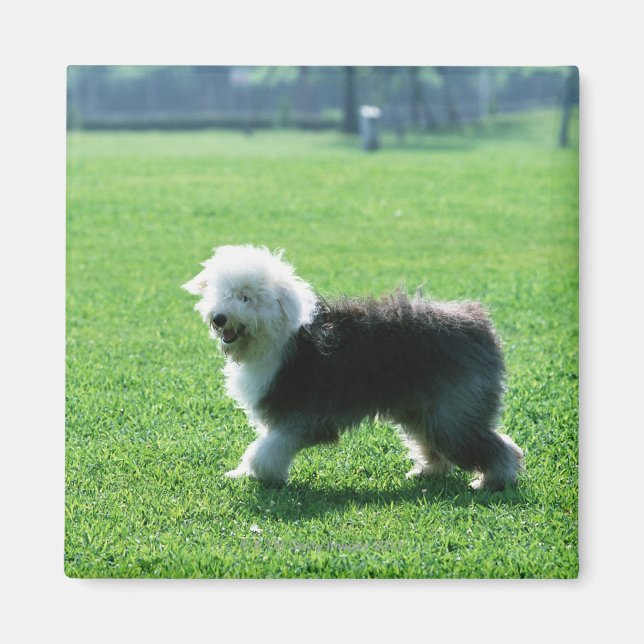 Old English Sheep Dog Magnet (Vorne)