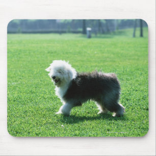 Old English Sheep Dog Mousepad