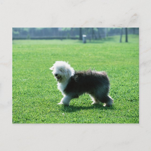 Old English Sheep Dog Postkarte (Vorderseite)