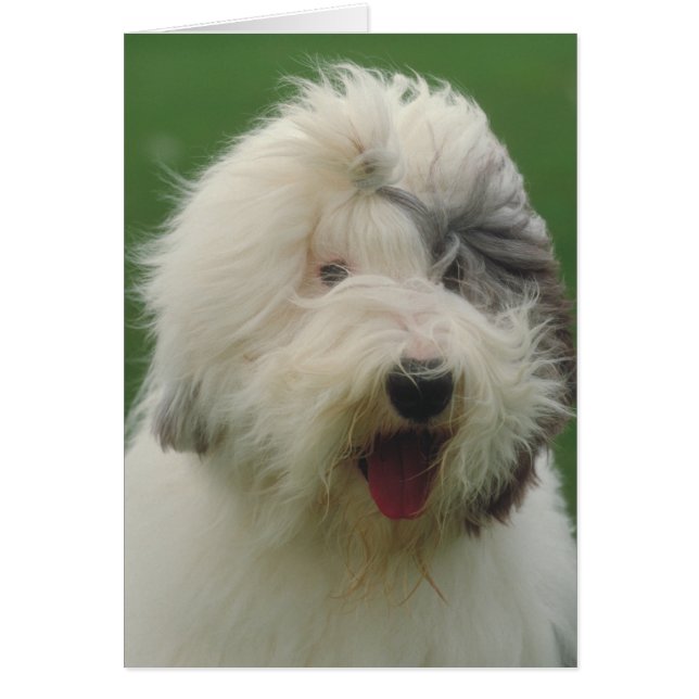 Old English Sheepdog (Vorne)