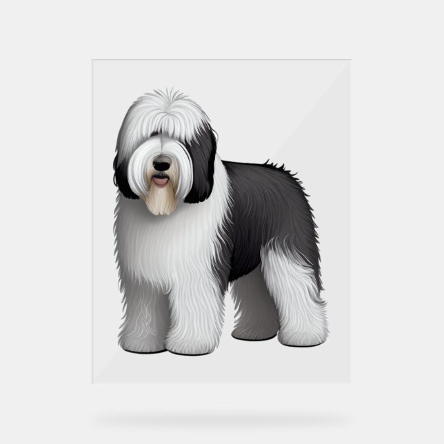 Old English Sheepdog 10 Acrylschild (Vorderseite)