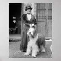 Old English Sheepdog, 1915