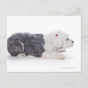 Old English Sheepdog auf weißem Hintergrund Postkarte
