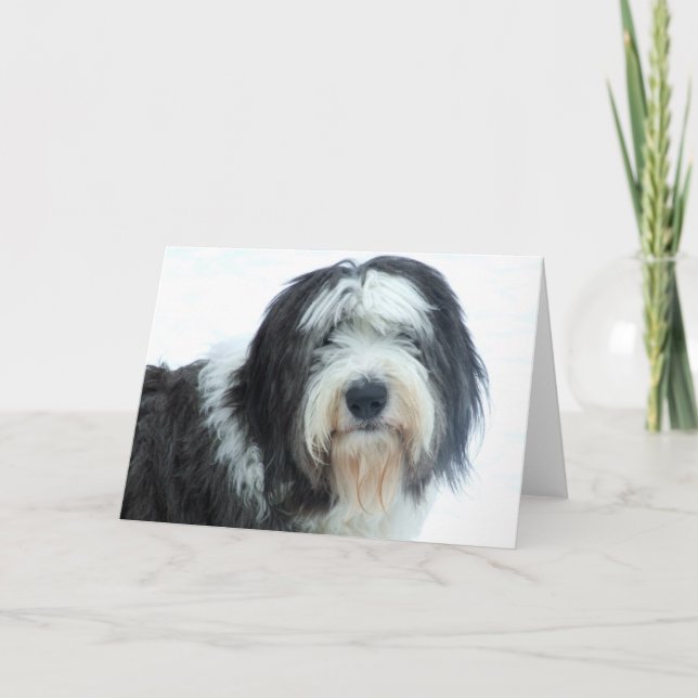 Old English Sheepdog Karte (Vorderseite)