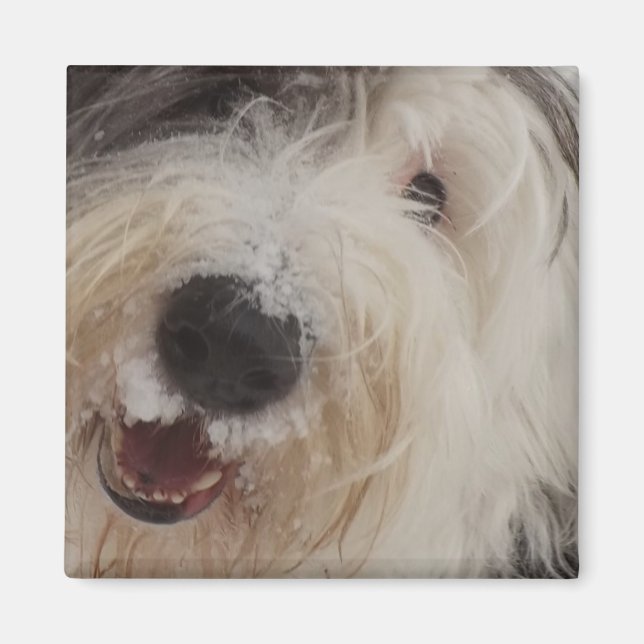Old English Sheepdog Magnet - Schneegesicht (Vorne)