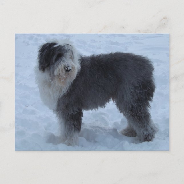 Old English SHeepdog Post Card - Snow Dog! Postkarte (Vorderseite)
