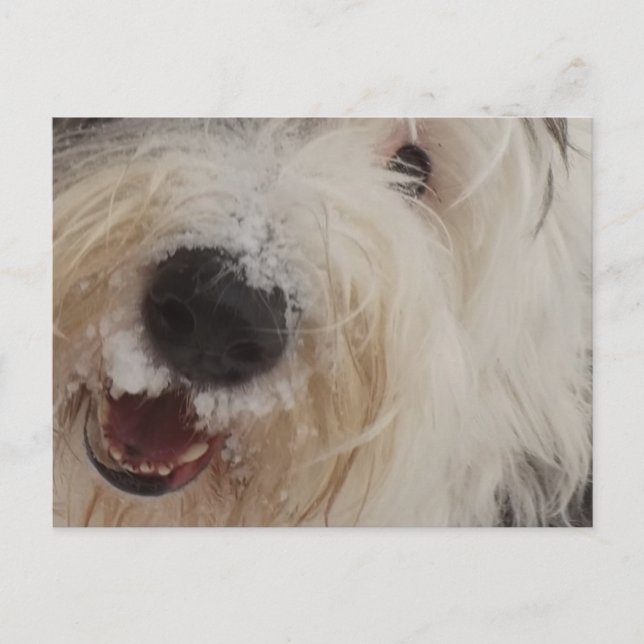 Old English Sheepdog Post Card - Snow Face Postkarte (Vorderseite)