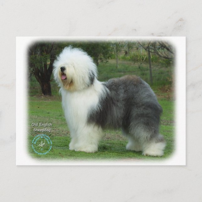 Old English Sheepdog Postkarte (Vorderseite)